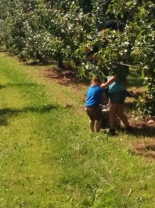 Le temps des pommes