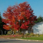 L'automne dans ma cour