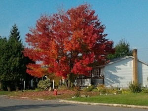 L’automne dans ma cour