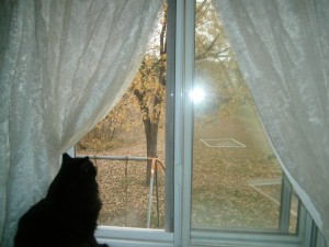 Paysage d’automne, vu de ma chambre.