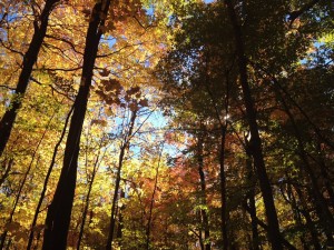 Ce que je préfère dans l’automne