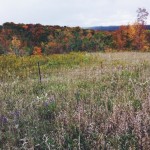 Leaves, apples and fresh Autumn walks!