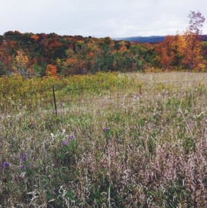 Leaves, apples and fresh Autumn walks!