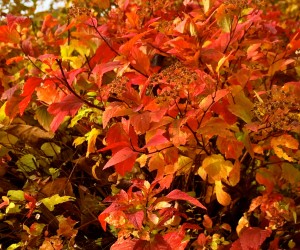 Feuilles oranges