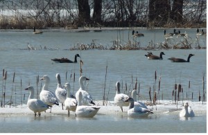 Observation des oies sur la riviere des Anglais en Monteregie