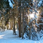 Promenade familiale en forêt !