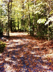 Chemin de la nature