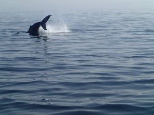 Croisière aux baleines