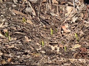 Ça sent le printemps!