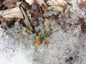 Force et fragilité de la nature…