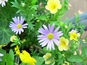 Mes fleurs