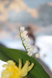 Lily of the Valley from the garden