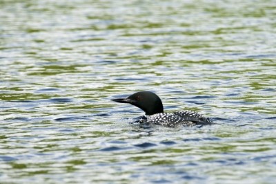 Vacances au Réservoir Gouin