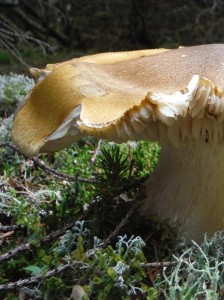 Évasion dans un parc nature