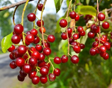 Les cerises à grappes sont prêtes