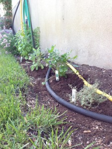 Mon jardin de fines herbes