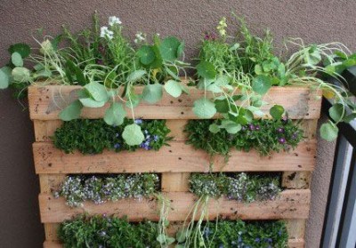 Créer son jardin de fines herbes en famille