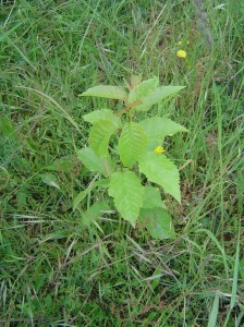 Planter un arbre avec mes enfants