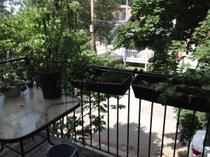 Un potager sur mon balcon