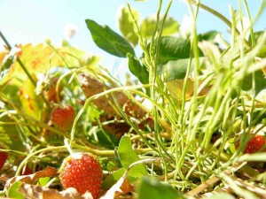 Profitez des bienfaits santé du jardinage