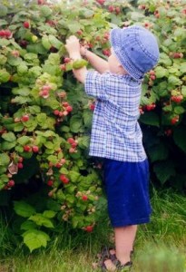 Cueillettes framboises