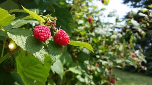 Les petits bonbons de la nature